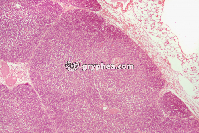 Thymus jeune x25 - gryphea.org